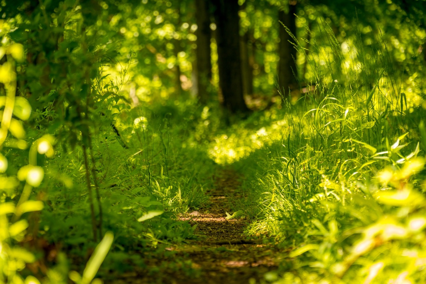 Birguma Valley: A Look at Its Natural Riches